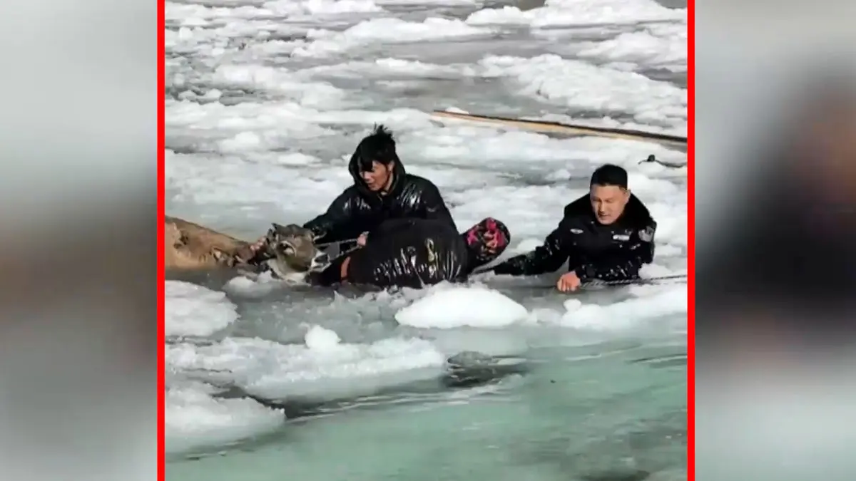 فیلم همکاری مردم و پلیس چین برای نجات گوزن ها