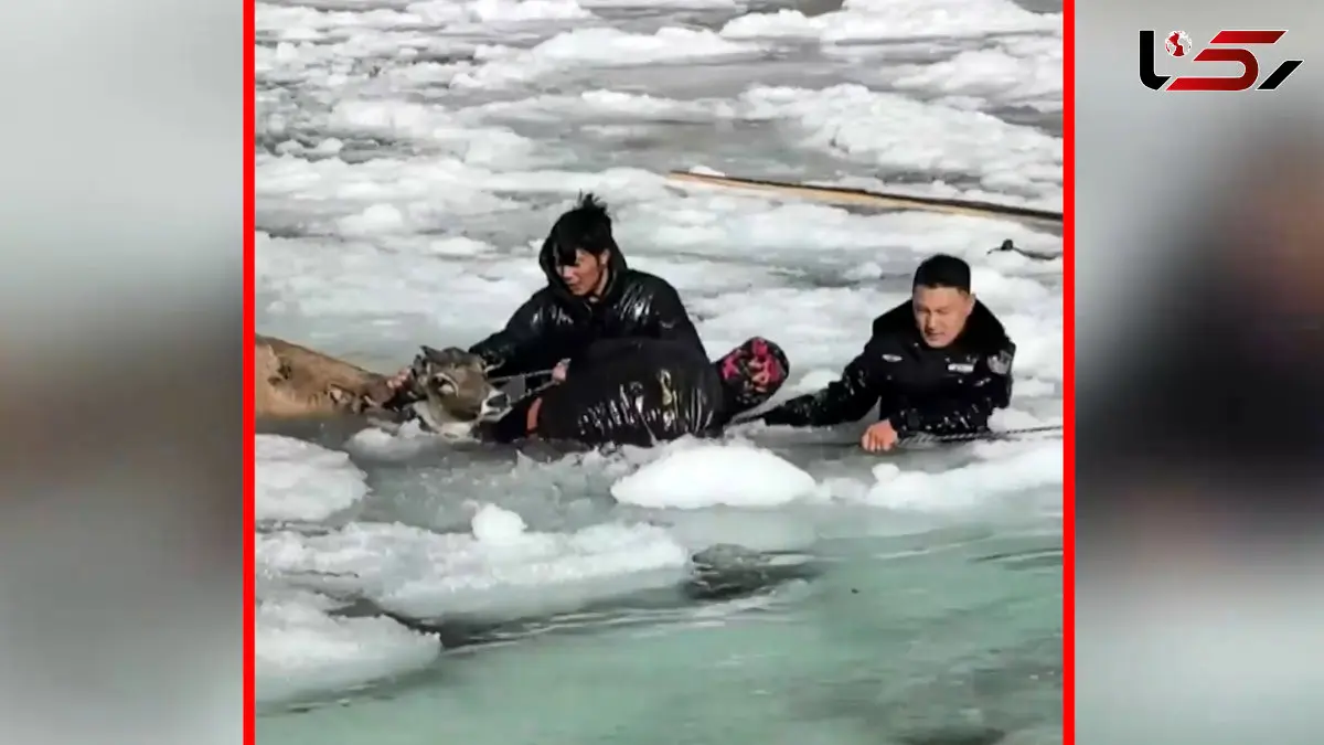 فیلم همکاری مردم و پلیس چین برای نجات گوزن ها