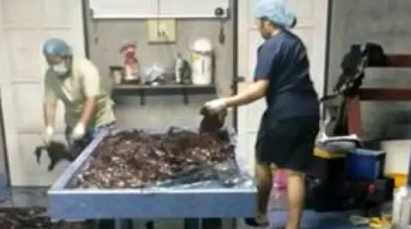 مرگ نهنگ غول پیکر با خوردن پلاستیک + عکس 