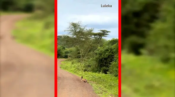 فیلم تلاش ناموفق توله شیر برای شکار بچه گراز