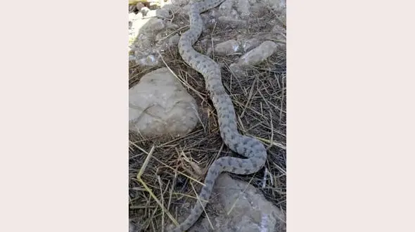 مار پسر 18 ماهه دهلرانی را گزید