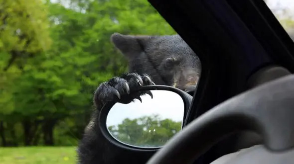 استراحتگاه این خرس خودروها هستند + فیلم 