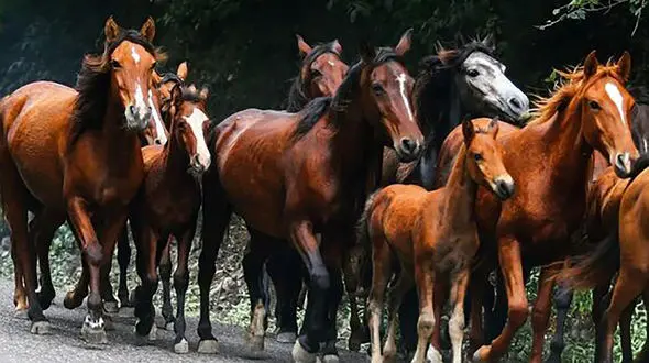 رقص اسب‌های آزاد در دل تالاب‌ها / میراث کهنسال کاسپین در دل دشت‌های بوجاق