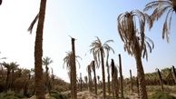 7500 نخل در خوزستان تلف شدند