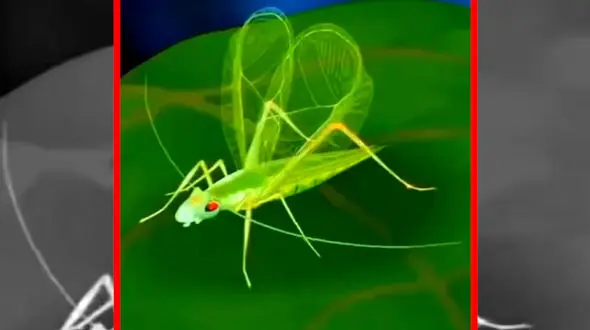 فیلم نحوه تولید صدای بال حشرات