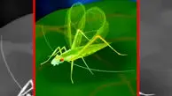 فیلم نحوه تولید صدای بال حشرات