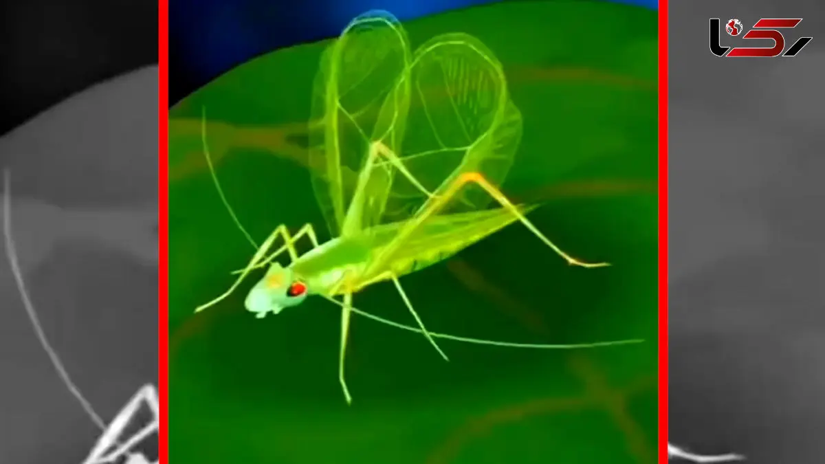 فیلم نحوه تولید صدای بال حشرات