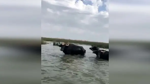 تالاب شادگان و بخشی از زیبایی های آن + فیلم 