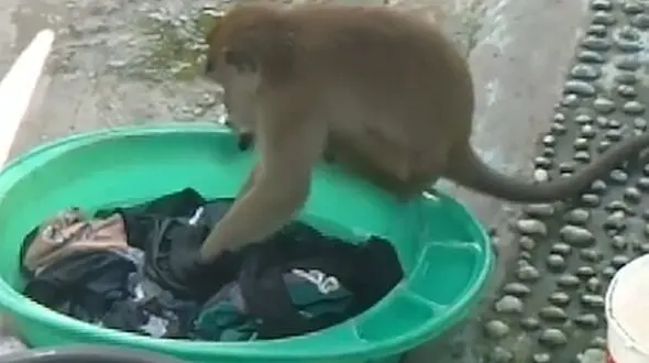 فیلم / میمون در حال شستن رخت و لباس یک خانواده !