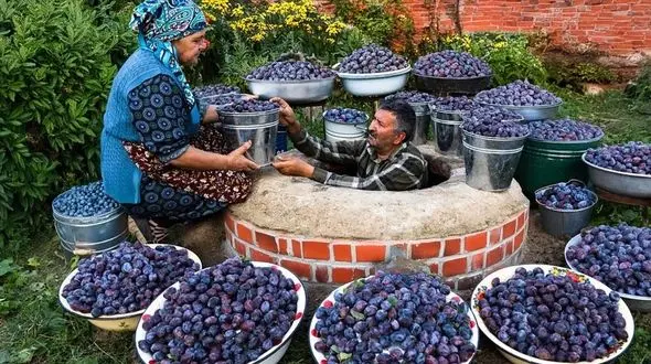 فیلم / فرآوری آلو با روشی جالب و خلاقانه توسط زوج آذربایجانی