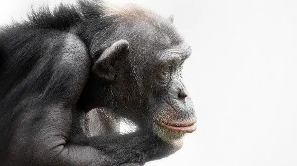 پاسخ‌ های ناتمام تکامل: بخش‌ هایی از بدن که هنوز مبهم‌ اند