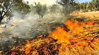 مساحت تقریبی آتش سوزی در جنگل‌های بلوط بلند 60 هکتار اعلام شد