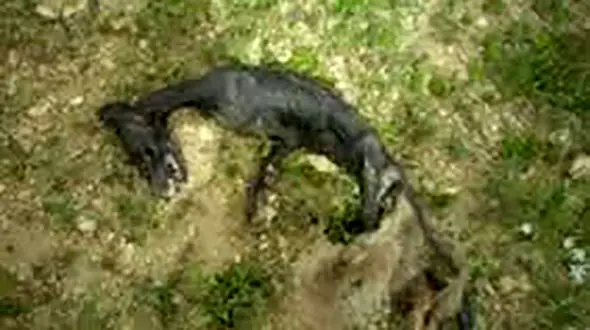 لاشه عجیب حیوان مرموز در بویر احمد + عکس