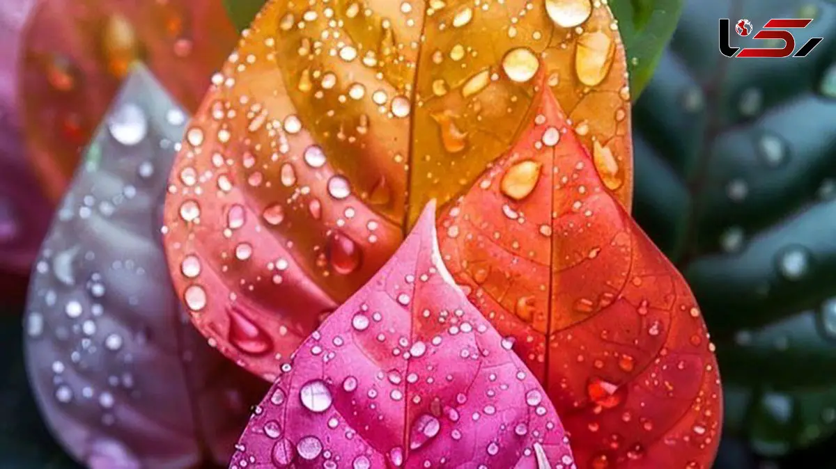 تفسیر فال حافظ 12 بهمن 