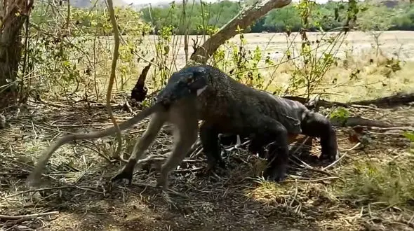 لحظه هولناک بلعیده شدن یک میمون توسط اژدهای کومودو + فیلم