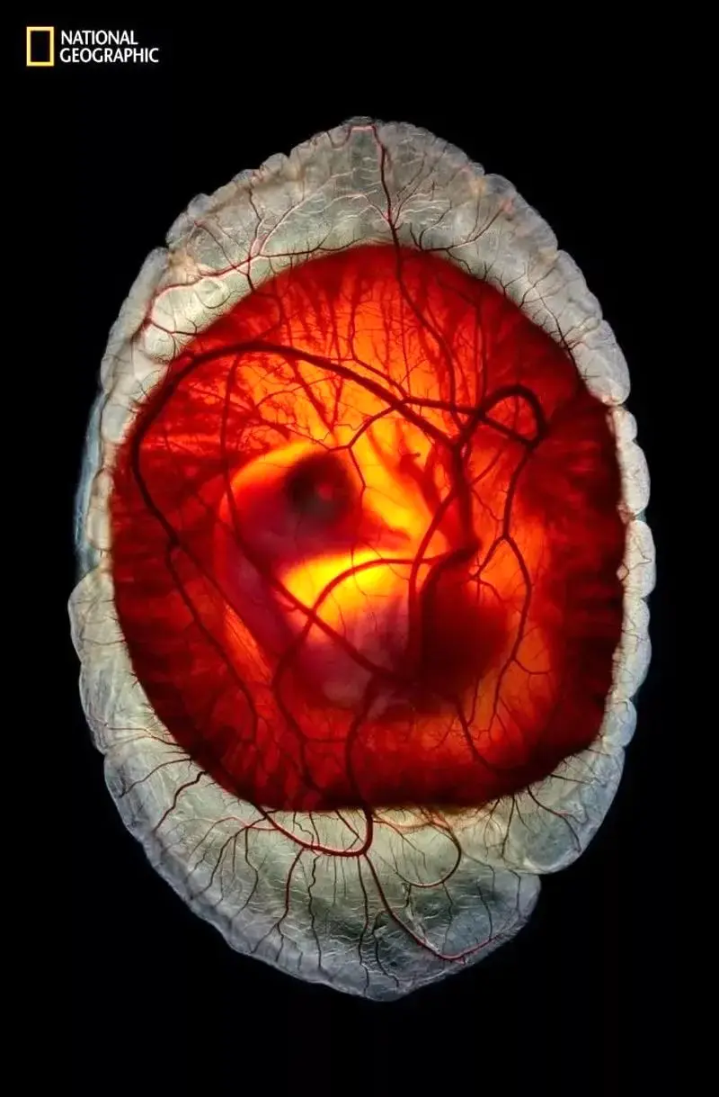 تصاویر نشنال جئوگرافیک