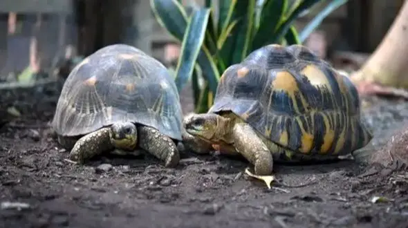 چرا لاک‌ پشت‌ ها هیچ وقت به سرطان مبتلا نمی‌ شوند؟