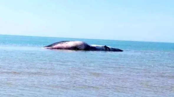 کشف لاشه نهنگ به گل نشسته در ساحل دیلم