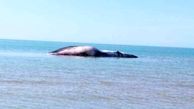 کشف لاشه نهنگ به گل نشسته در ساحل دیلم
