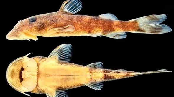 این گربه‌ماهی چه ارتباطی با «ارباب حلقه‌ها» دارد؟!