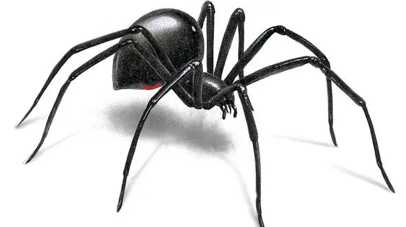 وقتی عنکبوت سمی همبازی انسان می‌شود! + فیلم