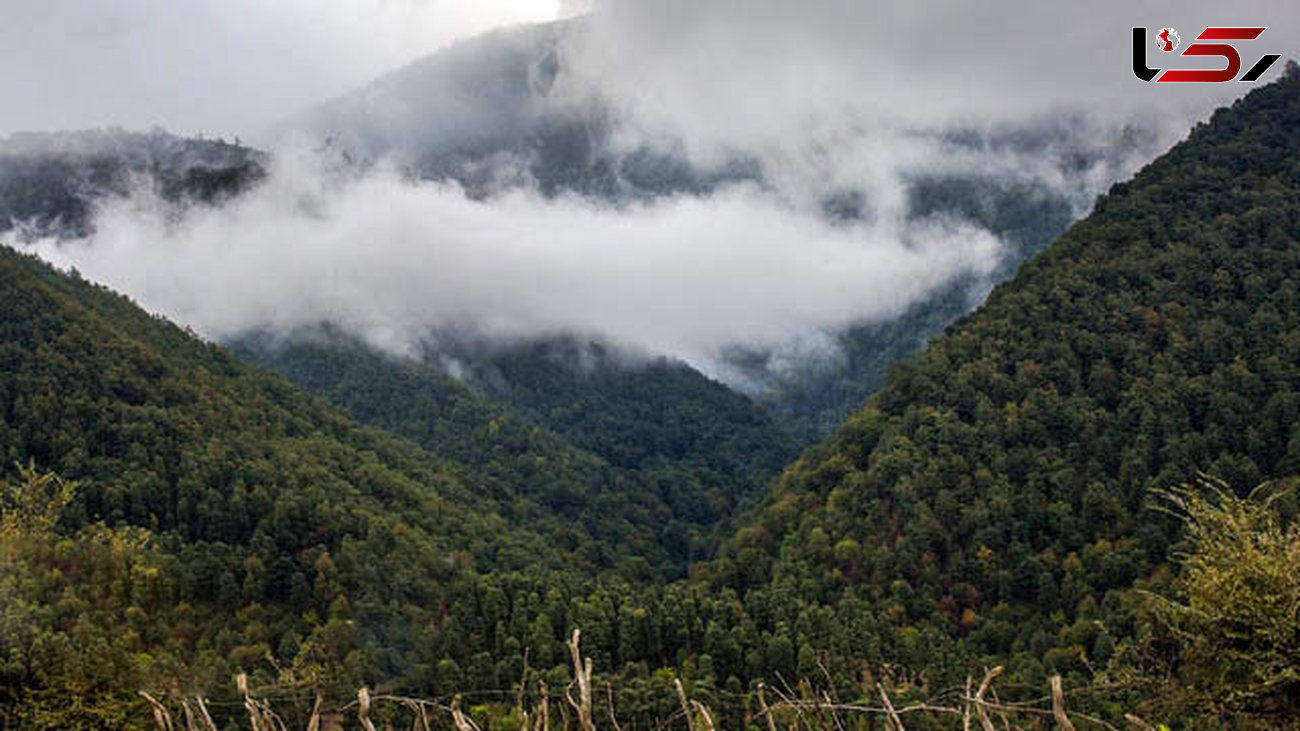 جنگل‌های بازمانده از عصردایناسورهای گیلان در انتظار ثبت جهانی یونسکو