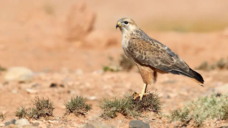 سارگپه