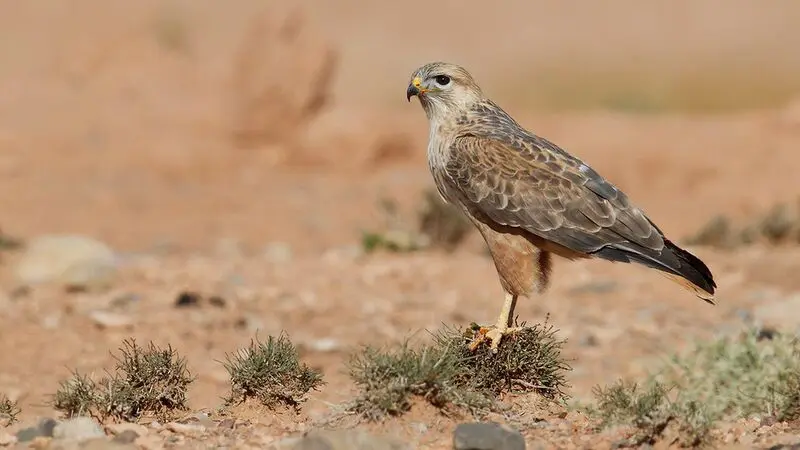 سارگپه