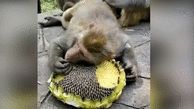 میمون عاشق تخمه آفتابگردان + فیلم