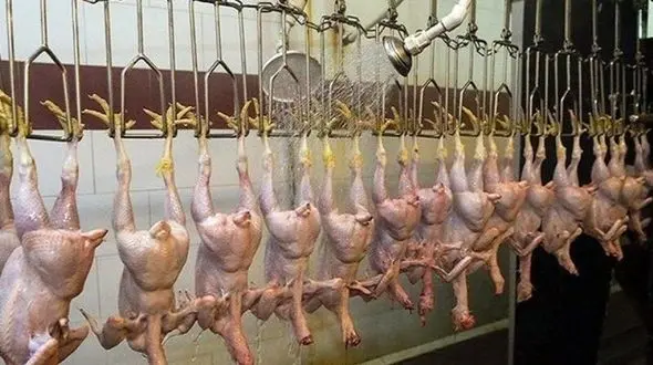 مرغ هایی که مردم را نگران کردند! + فیلم 