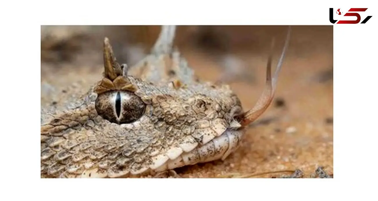 علت نام شتر مار چیست ؟ / شباهتی به شتر دارند اصلا ! + عکس
