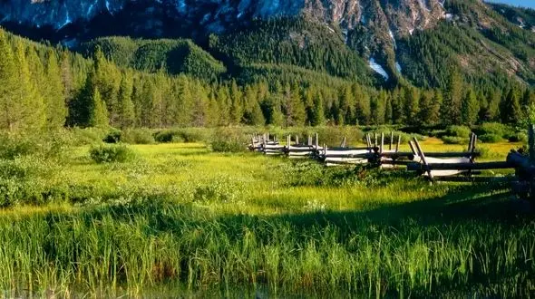 سکوتی آرامش بخش میان درختان