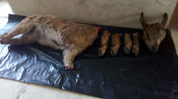 عکسی که بی رحمی شکارچیان جاجرمی را نشان می دهد