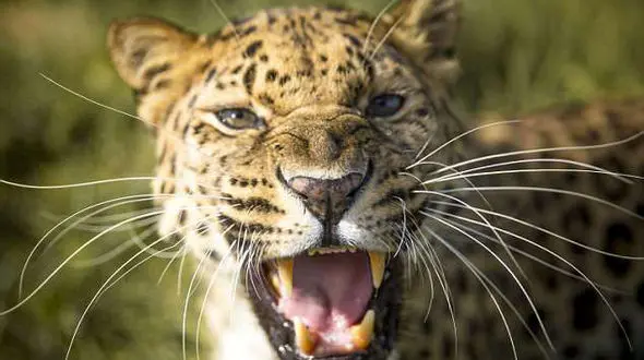 گلاویز شدن یک مرد با یوزپلنگی که سرش را از پنجره ماشین به دندان گرفت