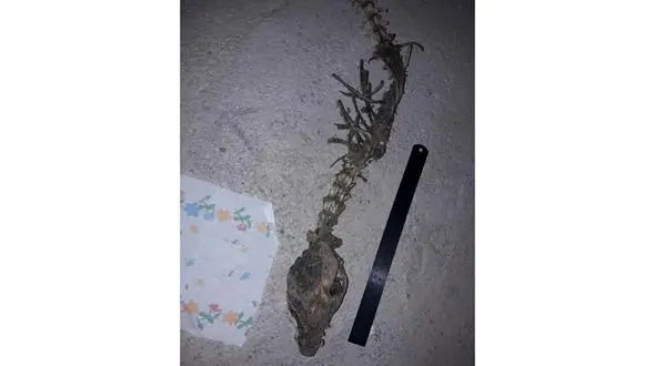 پشت پرده کشف اسکلت اژدها در ساری + فیلم