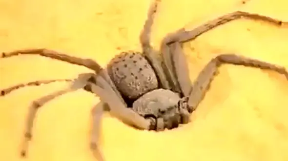 این عنکبوت زیر شن و ماسه مخفی شد / فیلم