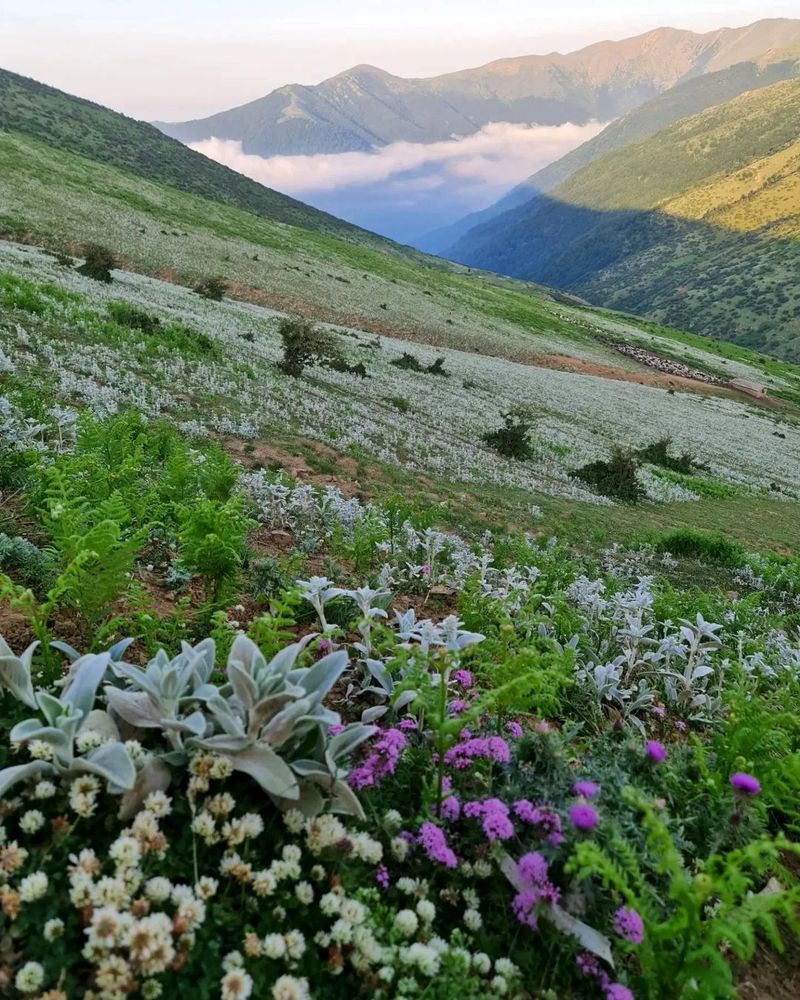 جواهردشت ییلاق