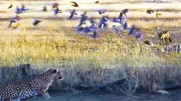 فیلم جدال مرگبار پلنگ گرسنه و شغال / حیوان درنده امان نداد ! 
