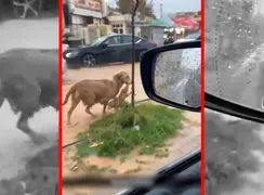فیلم نجات توله سگ توسط مادرش در سیلاب کردستان عراق