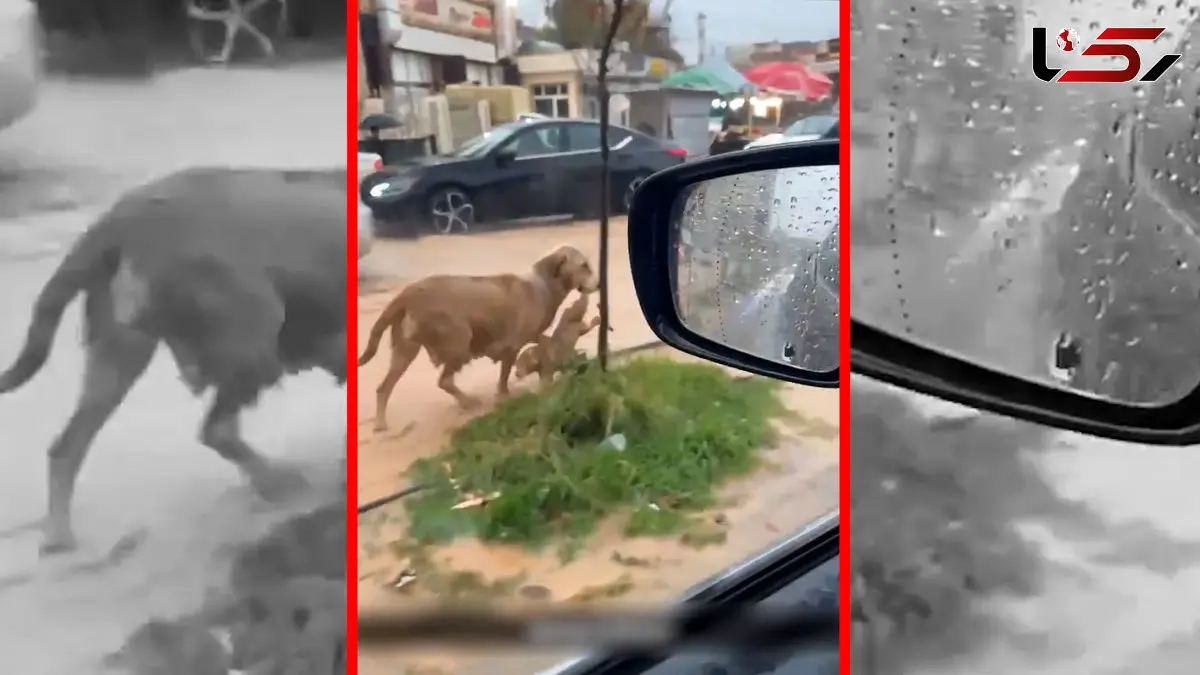 فیلم نجات توله سگ توسط مادرش در سیلاب کردستان عراق