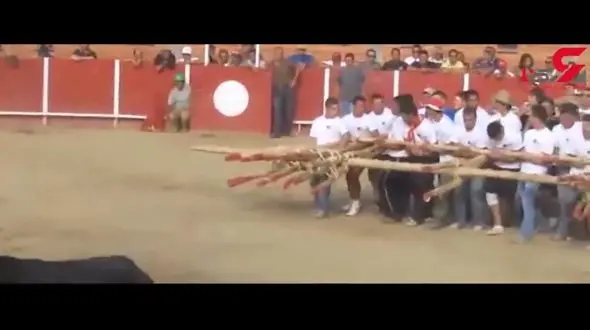 زورآزمایی ده‌ها مرد با یک گاو وحشی! + فیلم 