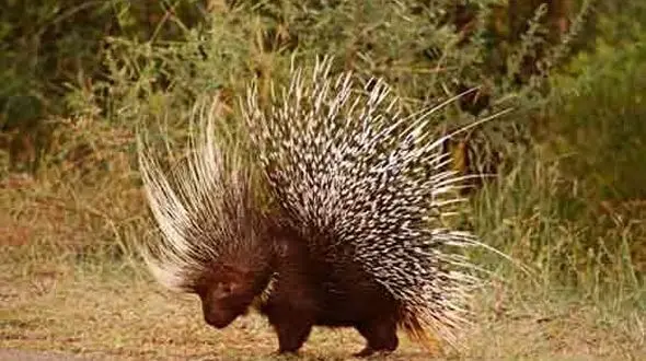 جنگ سگها با جوجه تیغی +تصاویر