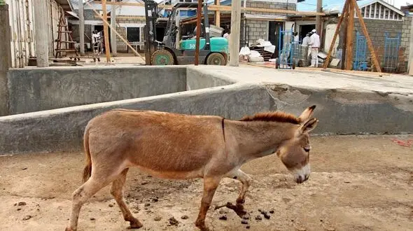 فیلم دلخراش از شکنجه الاغ / بازداشت مرد الاغ آزار در فریمان