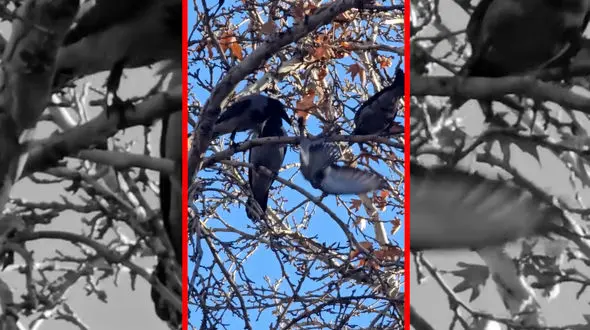 فیلم حمله هماهنگ کلاغ ها به یک کبوتر