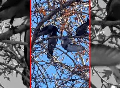 فیلم حمله هماهنگ کلاغ ها به یک کبوتر