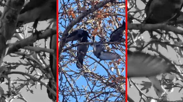 فیلم حمله هماهنگ کلاغ ها به یک کبوتر