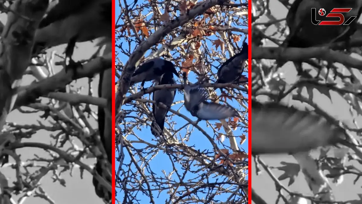 فیلم حمله هماهنگ کلاغ ها به یک کبوتر