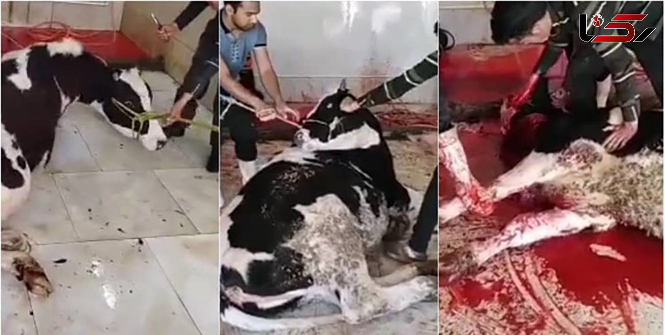 مرد گاو کش در کاشمر بازداشت شد + عکس گاو های نگون بخت