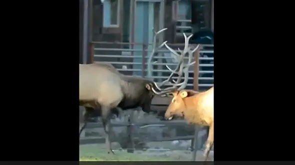 شاخ به شاخ شدن 2 گوزن + فیلم 