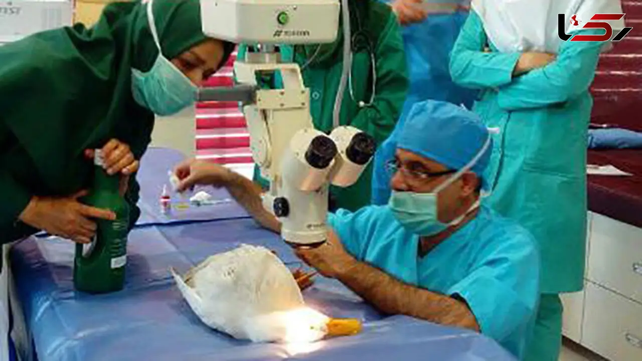 اولین عمل جراحی آب مروارید چشم یک اردک در تبریز + عکس